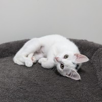 Photo of Yuki   Located In Coburg