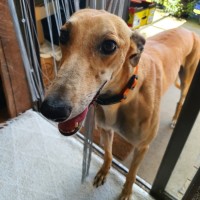 Photo of Roxy