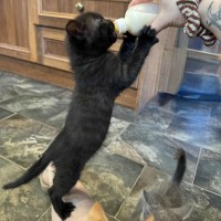 Photo of Frank   Located In Preston