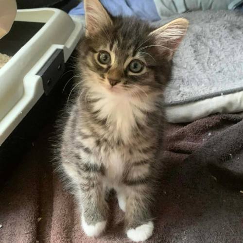 Socks & Mushroom - Domestic Long Hair (DLH) Cat