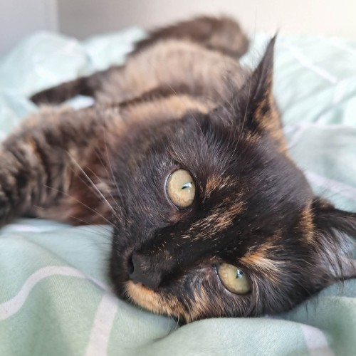 Clara - Domestic Medium Hair (DMH) Cat