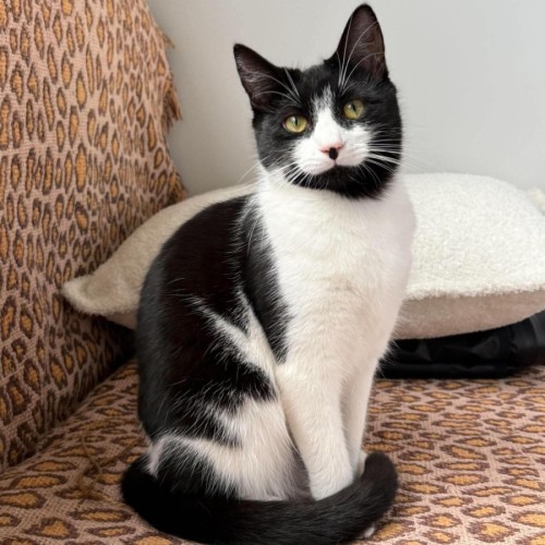 Dottie - Domestic Short Hair (DSH) Cat