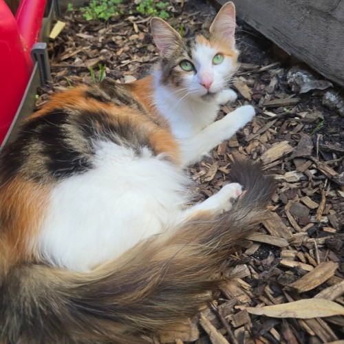Primrose (Located in Wantirna South) - Domestic Medium Hair (DMH) Cat