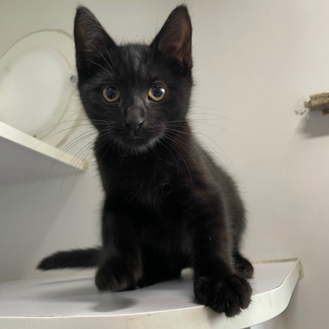 Photo of Inky