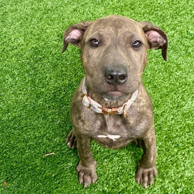 Photo of D1107 Molly