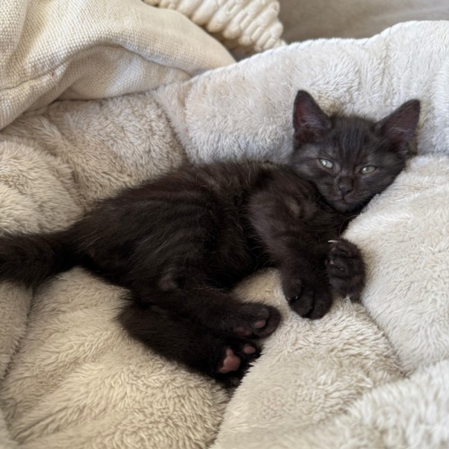 Photo of Teddy