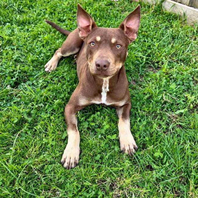 Photo of Tucker