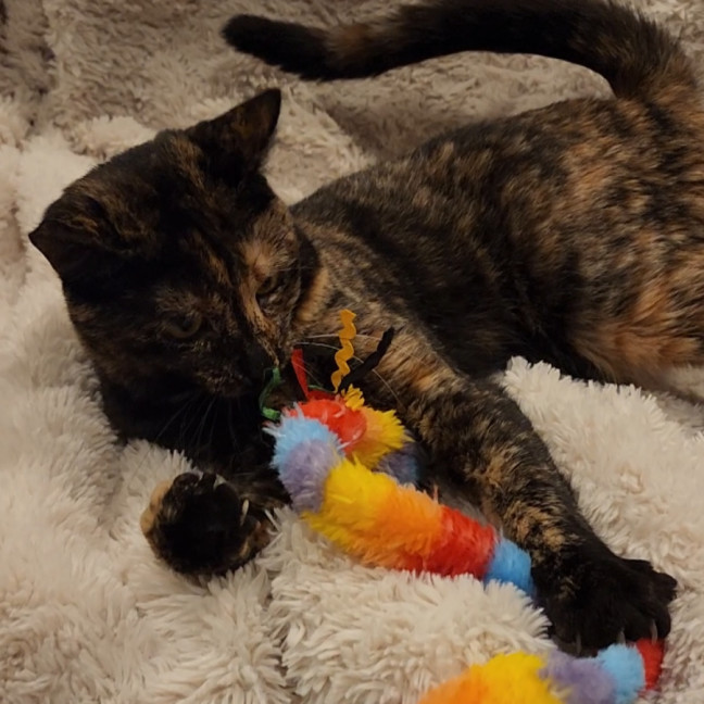 Photo of Honey