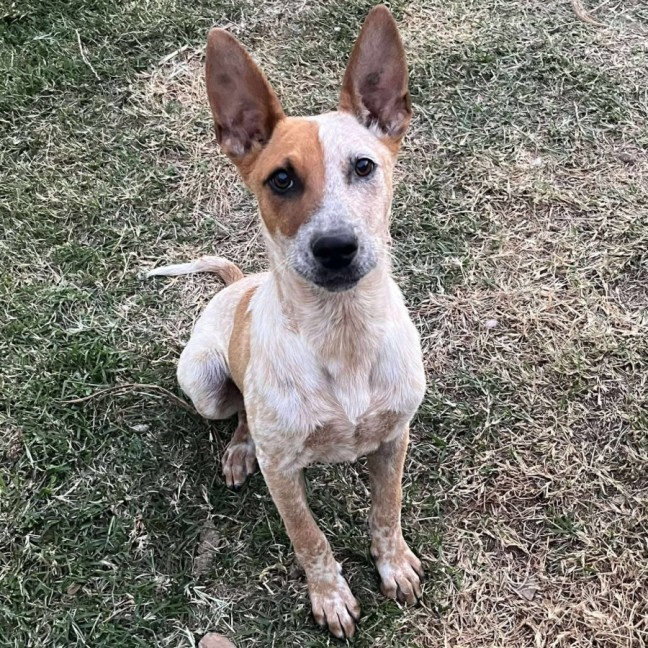 Photo of Pumpkin