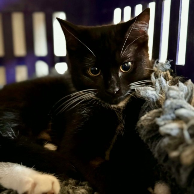 Photo of Betty ** 2nd Chance Cat Rescue**