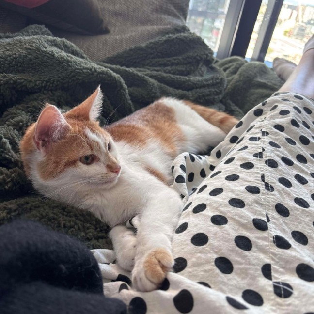 Photo of Apricot 🧡