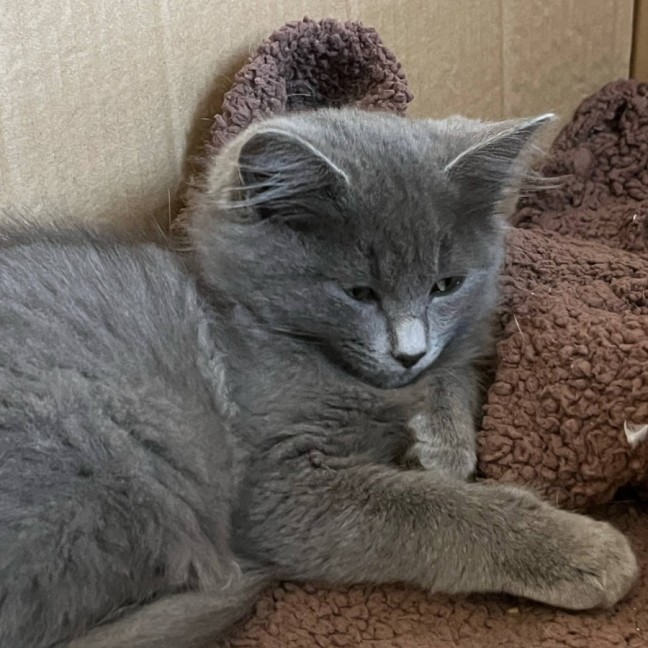 Photo of Opal & Sapphire