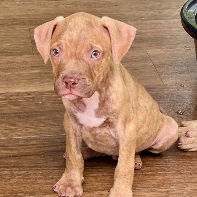 Photo of Futurama Pups