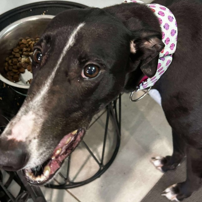 Photo of Candy, The Greyhound