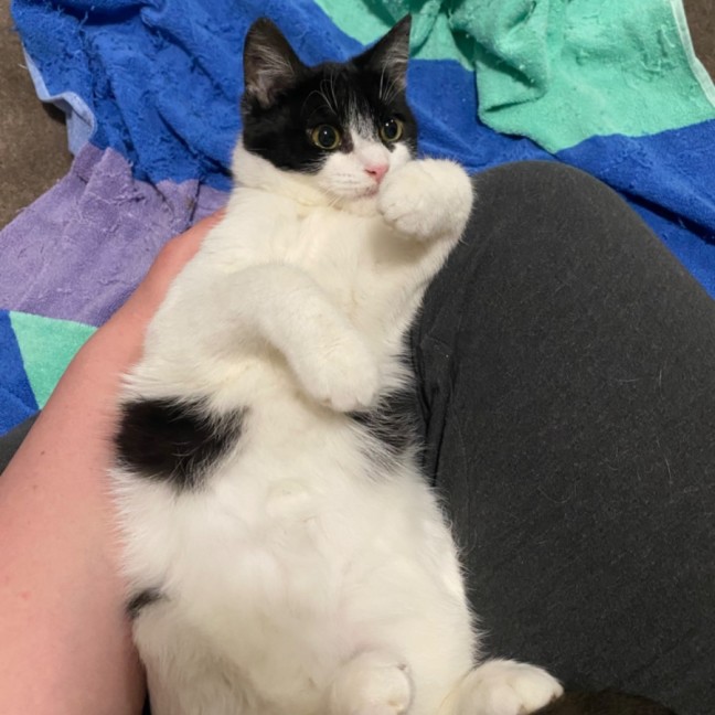 Photo of Nyx **2nd Chance Cat Rescue**
