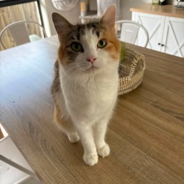 Photo of Nemo