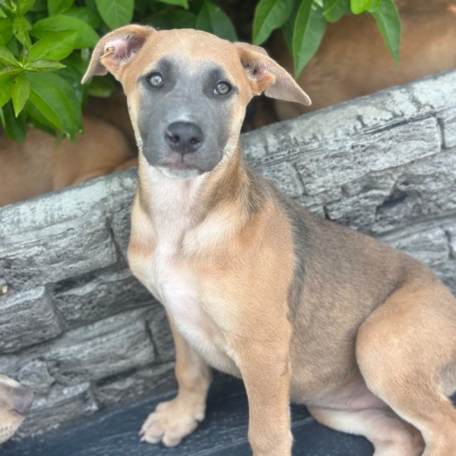 Photo of Aurora 🌺🐶