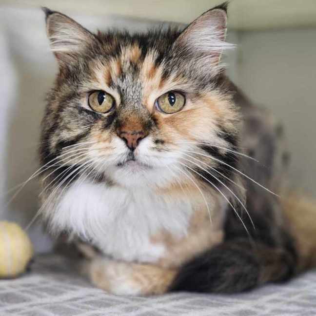 Photo of 🥦 Juniper 5591 🥦