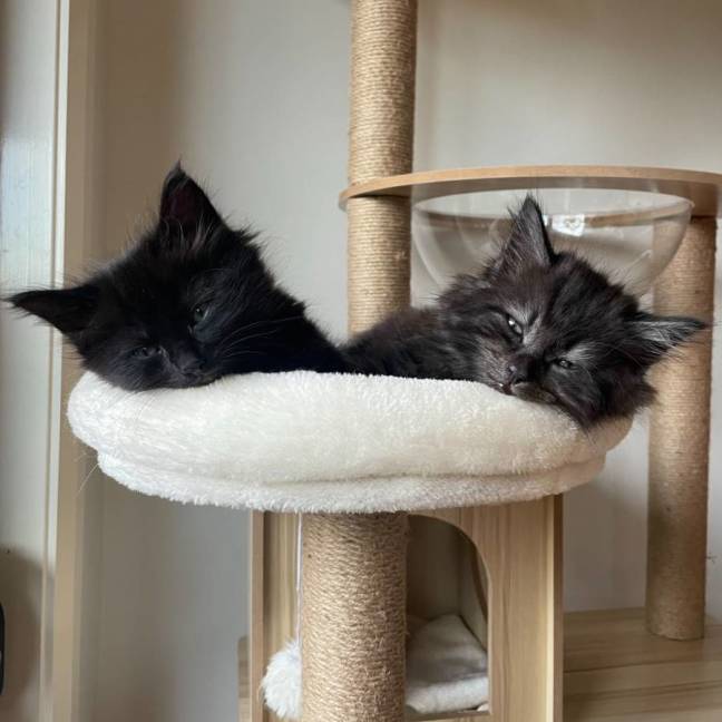 Photo of Buddy & Bear
