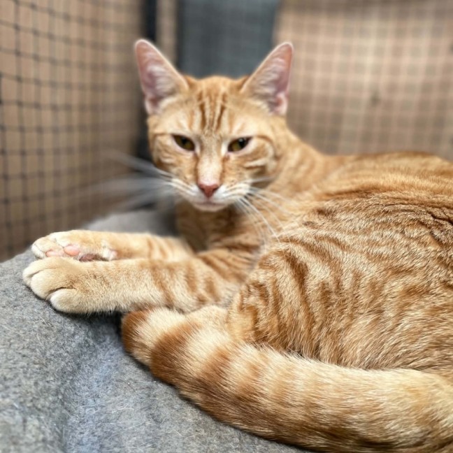 Photo of Henry Smith ** 2nd Chance Cat Rescue **