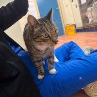 Photo of Stripey