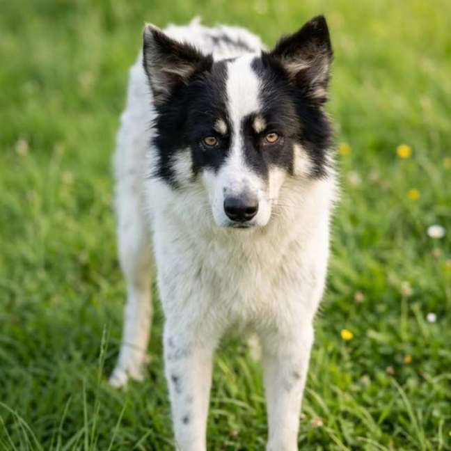 Photo of Panda