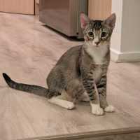 Photo of Blossom   In Foster Care In Glenroy