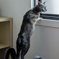 Photo of 🩶Shoto!🩶