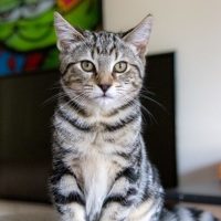 Photo of Emerald 