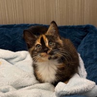 Photo of Koda