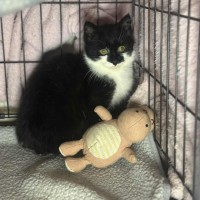 Photo of Barry * 9 Lives Project Rescue*