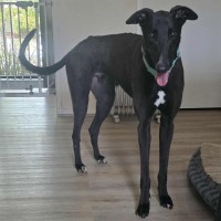 Photo of Bentley The Greyhound