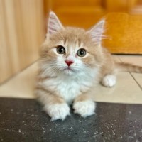 Photo of Apollo   In Foster Care In Lower Plenty