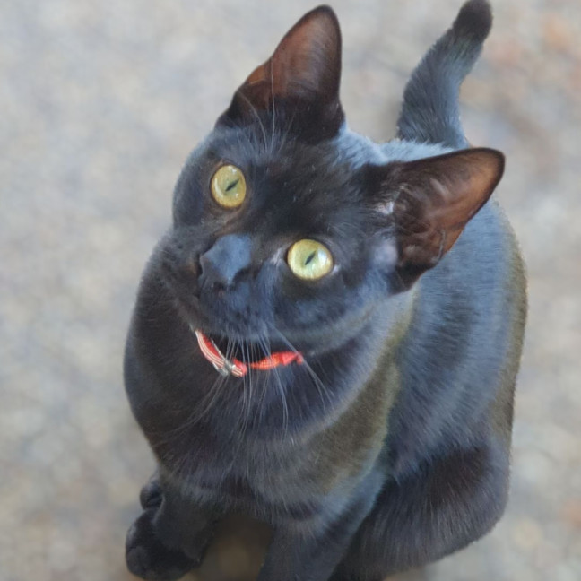 Photo of Sooty