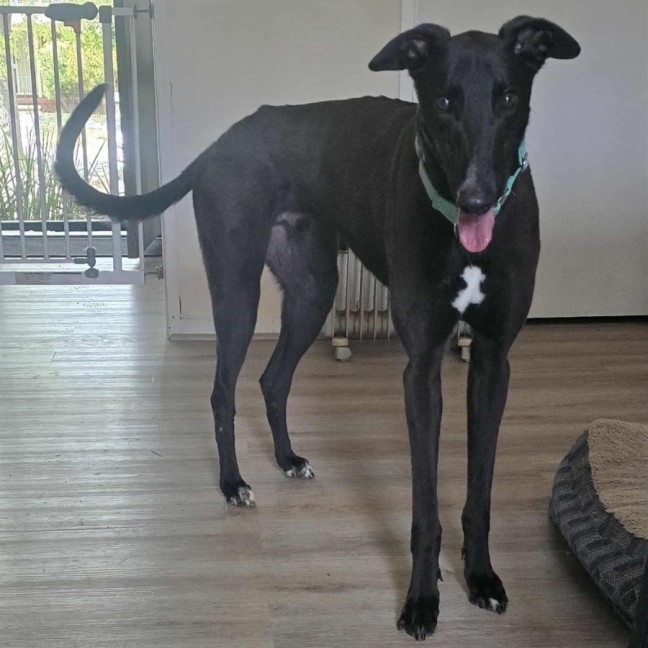 Photo of Bentley The Greyhound