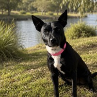 Photo of Oreo