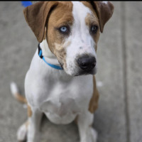 Photo of Cornetto   Rhodesian Ridgeback Mix