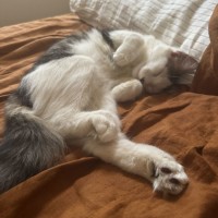 Photo of Enzo