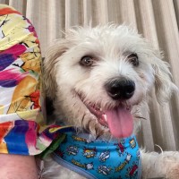 Photo of Milo 🥎14mos, Non Shedding, Terrier X🤩