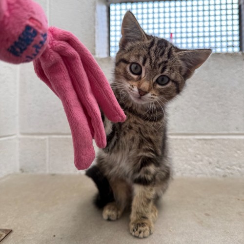 Lion-O - Domestic Short Hair (DSH) Cat