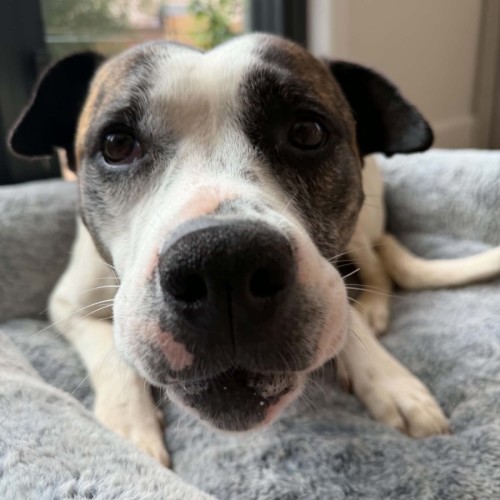 Bella - Australian Bulldog