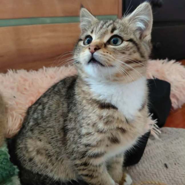 Photo of Indy *9 Lives Project Rescue*