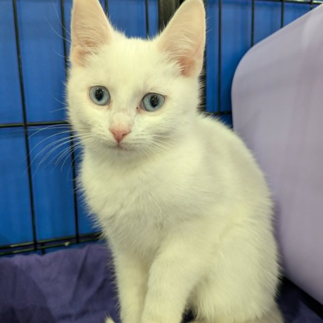 Photo of Frosted Flakes 