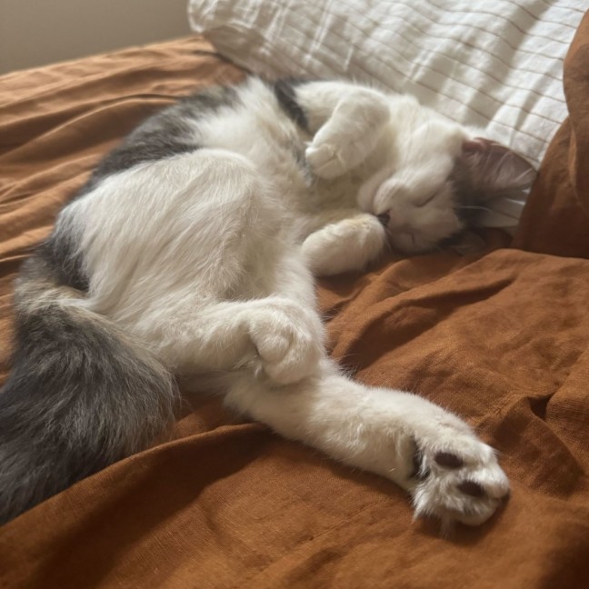 Photo of Enzo