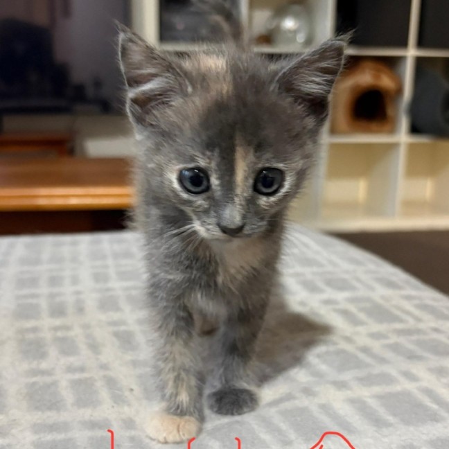 Photo of Lilo