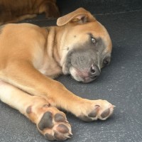 Photo of Aurora 🌺🐶