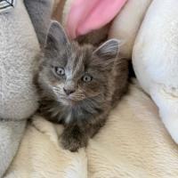 Photo of Huxley 💙