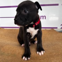 Photo of D1099 Harvey