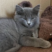 Photo of Opal & Sapphire