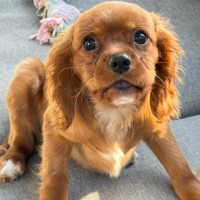 Photo of Wesley